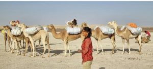 Helping Nomads Move and More